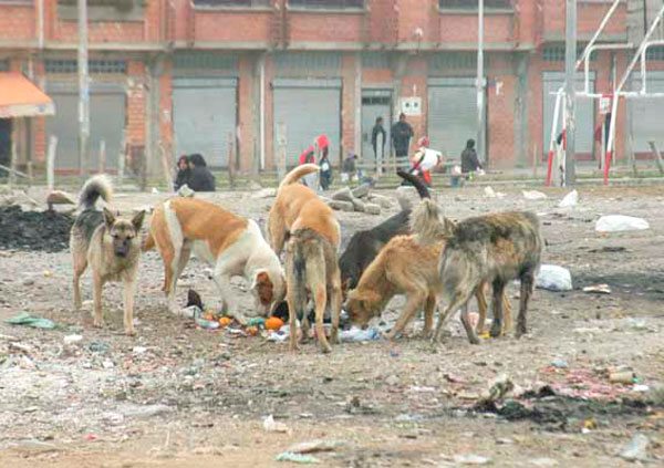 Lpz perroscallejeros