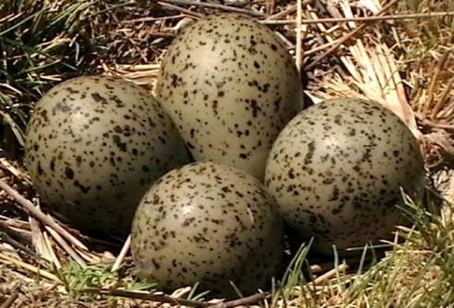 Huevos de liqi liqi.