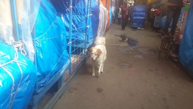 El "jefe" entre las tarimas de La Tablada. 