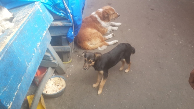 Dos de los canes en su hogar callejero. Foto: Iblin Linarez