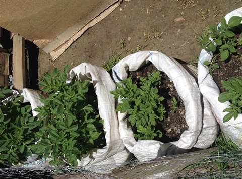 Papas que crecen en saquillos. 