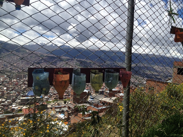 Plantas en la malla, al fondo, La Paz.