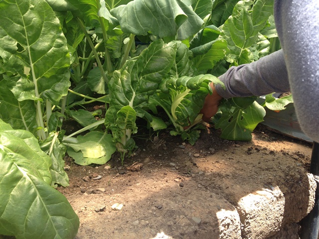 Acelgas en la granja orgánica Lak'a Uta.