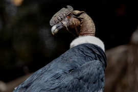 Cóndor Andino