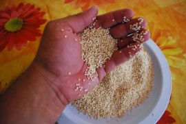 Kasilluncan mä tamaw manq’añanak mayjt’ayas askir tukuyi