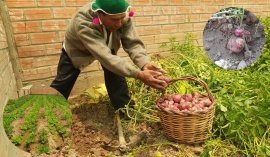 Papa en carpa solar, una innovación contra la helada y la sequía en el altiplano de La Paz