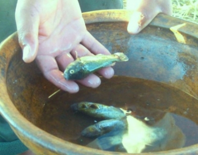 Titicaca qutanx challwxat ch’axwañaw utji