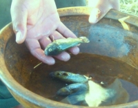 Titicaca qutanx challwxat ch’axwañaw utji