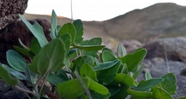 Después del boom, el mercado de la quinua desafía a La Niña y a la globalización