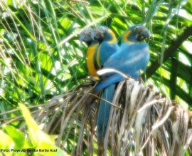 Investigadores hallan nueva población silvestre de paraba Barba Azul