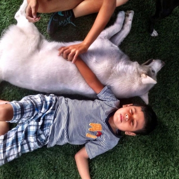 Más que amigos: perros de terapia