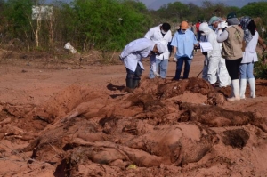 La exhumación se constató que se habían sacrificado otros equinos.