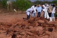 Muere de hambre en Yacuiba uno de los caballos custodiados por la Aduana