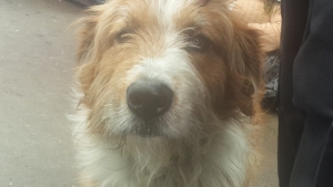 Los Jacobos, una manada de mestizos