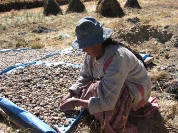 Alimentos en el altiplano.