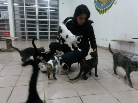 Felinos rescatados junto con la promotora del Catfe, Cenit Panigua