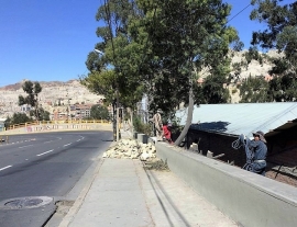 En La Paz, los árboles no mueren de pie