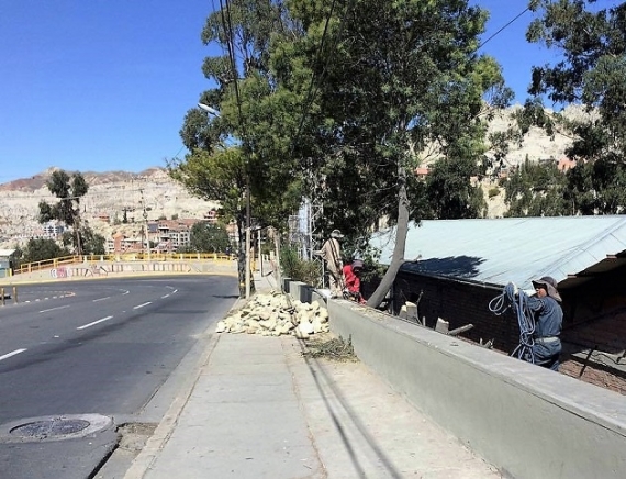 En La Paz, los árboles no mueren de pie