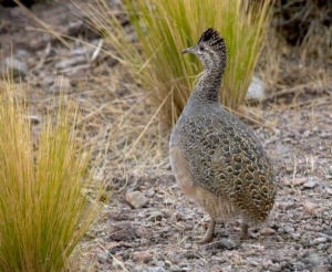 P&#039;isaqa o perdiz.