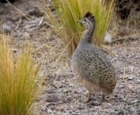 Lumasanakax awich achilan yatiwinakapawa, ch'uqi yapuchañatakix lumas uñtasaw yapuchapxi
