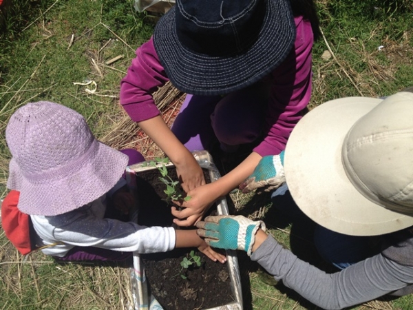 Madre e hijas, guiadas por la agrónoma Pamela Rocha, transplantan arvejas que antes germinaron en un frasco.