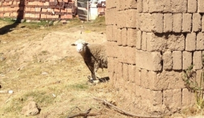 Patacamaya markan iwij aljañ alañ qhathu