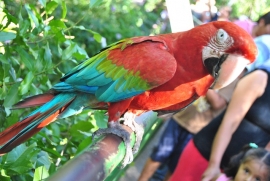 El Botánico está a salvo por ahora y la Alcaldía abre el tema del traslado del Zoo a la sociedad