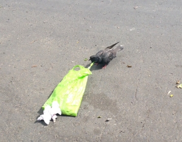 La basura urbana es una trampa