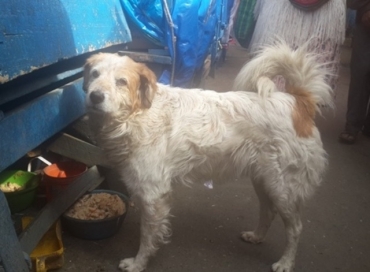 Bobi sutin anux yatiqañ utaruw nayamp chika sarirïna